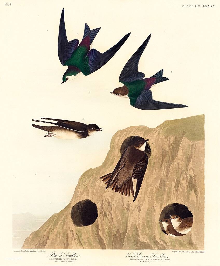 Bank Swallow and Violet-green Swallow from Birds of America (1827) by John James Audubon (1785 - 1851), etched by Robert Havell (1793 - 1878). The original Birds of America is the most expensive printed book in the world and a truly awe-inspiring classic. by Free Public Domain Illustrations by rawpixel is licensed under CC PDM 1.0